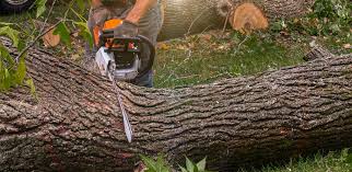 How Our Tree Care Process Works  in  South Congaree, SC