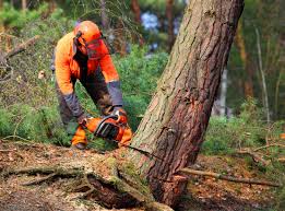 Lawn Renovation and Restoration in South Congaree, SC