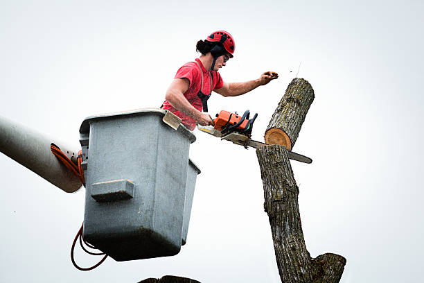 Professional Tree Removal Services in South Congaree, SC